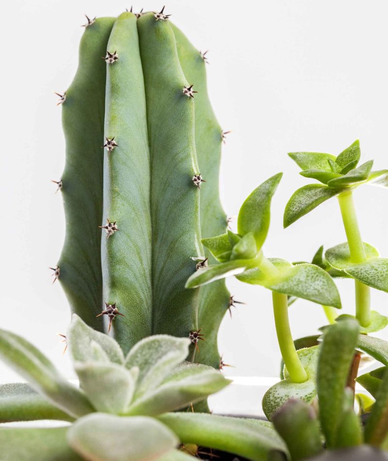 succulent-plants-arrangement-in-a-glass-vase-2021-04-03-13-42-59-utc.jpg